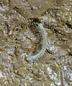 Scoterpes sollmani - photo 3