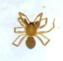 Scotinella fratrella