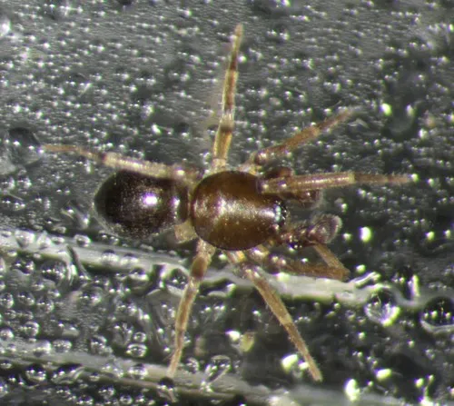 Scotinella pugnata - photo 7