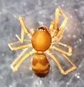 Scotinella redempta