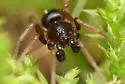 Scotinella sculleni - photo 4