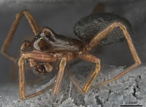 Scotinotylus formicarius - photo 2