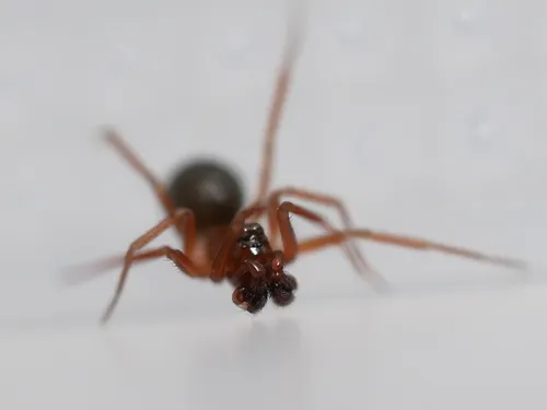 Scotinotylus formicarius - photo 3