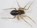 Scotinotylus pallidus