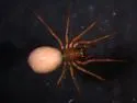 Scotinotylus sanctus