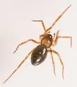 Scotinotylus vernalis