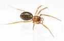 Scotinotylus vernalis - photo 2