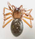 Scotinotylus vernalis - photo 3