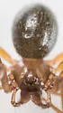Scotinotylus vernalis - photo 4