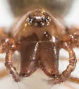 Scotinotylus vernalis - photo 5