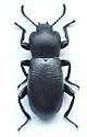 Scotobaenus parallelus - photo 2