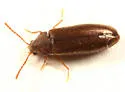 Scotochroa atra