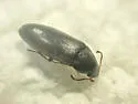 Scotochroa basalis - Scotochroa basalis