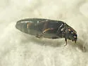 Scotochroa basalis - photo 2
