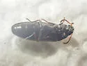 Scotochroa basalis - photo 3