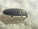 Scotochroa basalis - photo 4