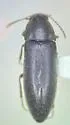 Scotochroa basalis - photo 5
