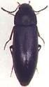 Scotochroa buprestoides