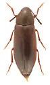 Scotochroa buprestoides - photo 2