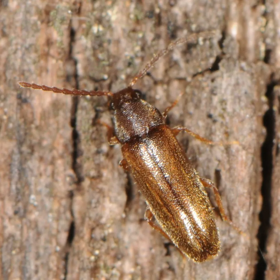 Scotochroides antennatus - photo 2