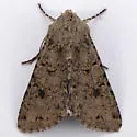 Scotogramma deffessa - Hodges#10251