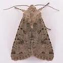 Scotogramma deffessa - Hodges#10251 - photo 2
