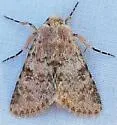 Scotogramma densa - Hodges#10240