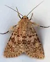 Scotogramma densa - Hodges#10240 - photo 2
