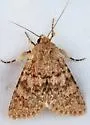 Scotogramma densa - Hodges#10240 - photo 3