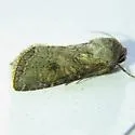 Scotogramma fervida - Hodges#10239