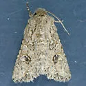 Scotogramma fieldi - Hodges#10250