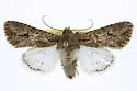 Scotogramma fieldi - Hodges#10250 - photo 2