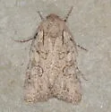 Scotogramma gatei - Hodges#10249