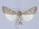 Scotogramma gatei - Hodges#10249 - photo 2