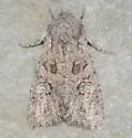 Scotogramma gatei - Hodges#10249 - photo 3