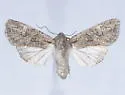 Scotogramma gatei - Hodges#10249 - photo 4