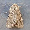 Scotogramma orida - Hodges#10248 - Scotogramma orida