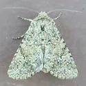 Scotogramma orida - Hodges#10248 - photo 2
