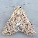 Scotogramma orida - Hodges#10248 - photo 4