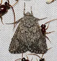 Scotogramma ptilodonta - Hodges#10244