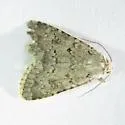 Scotogramma submarina - Hodges#10238