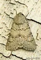 Scotogramma submarina - Hodges#10238 - photo 2