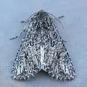 Scotogramma yakima - Hodges#10247