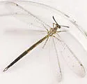 Scotoleon carrizonus