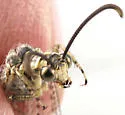 Scotoleon carrizonus - photo 2