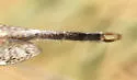 Scotoleon carrizonus - photo 3