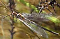 Scotoleon carrizonus - photo 4