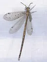 Scotoleon dissimilis