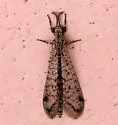 Scotoleon minutus