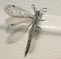 Scotoleon nigrescens